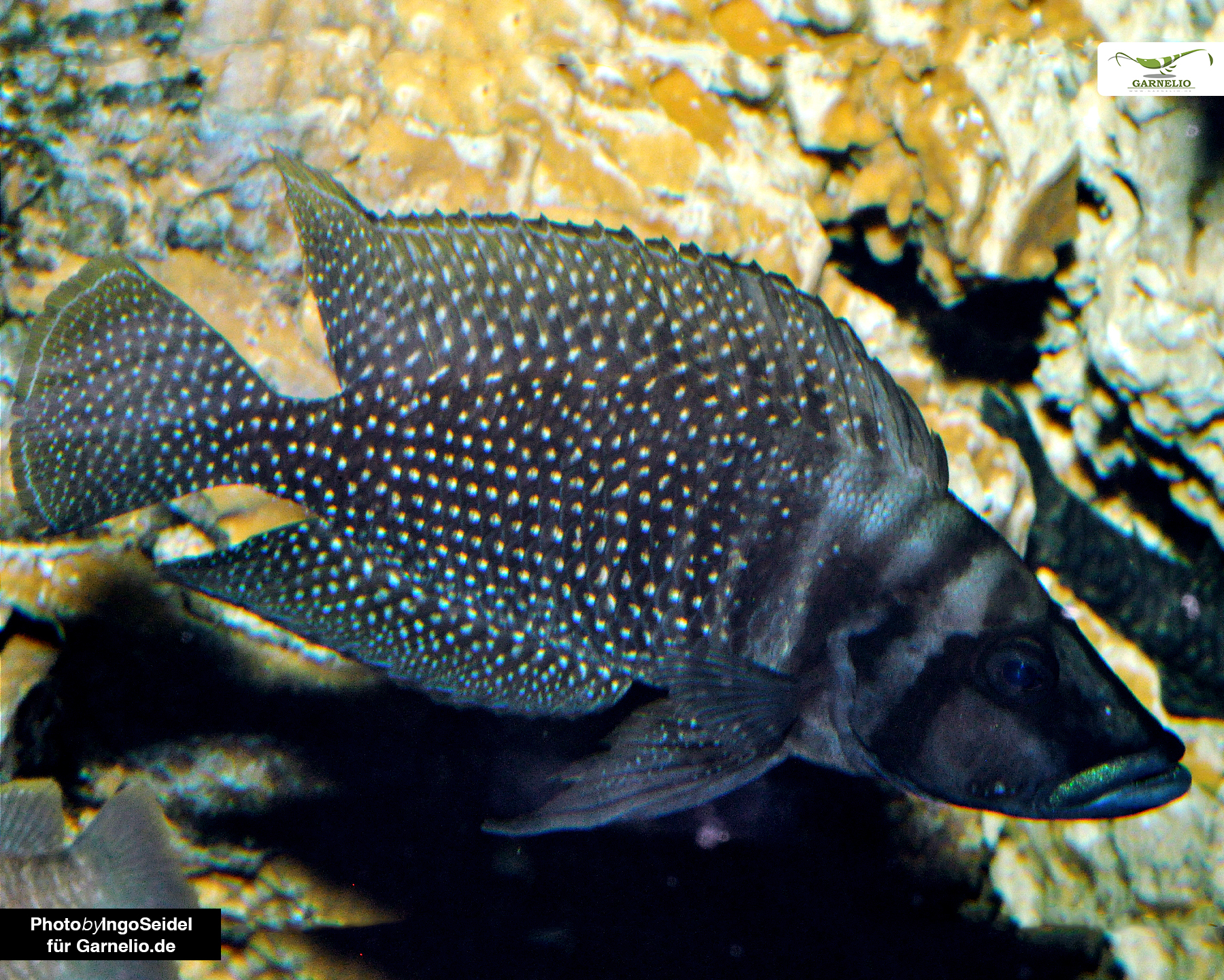 Altolamprologus calvus (Black)